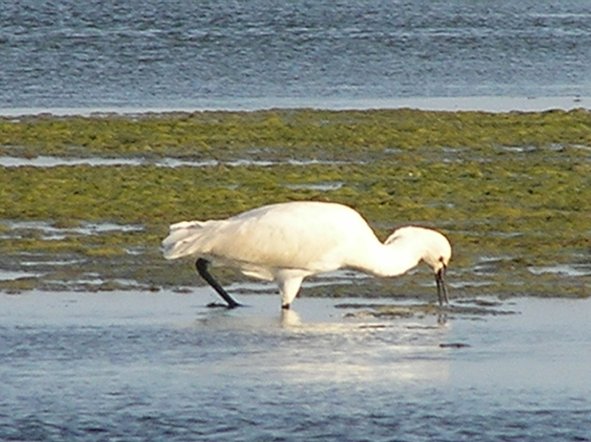 Spatola Platalea leucorodia